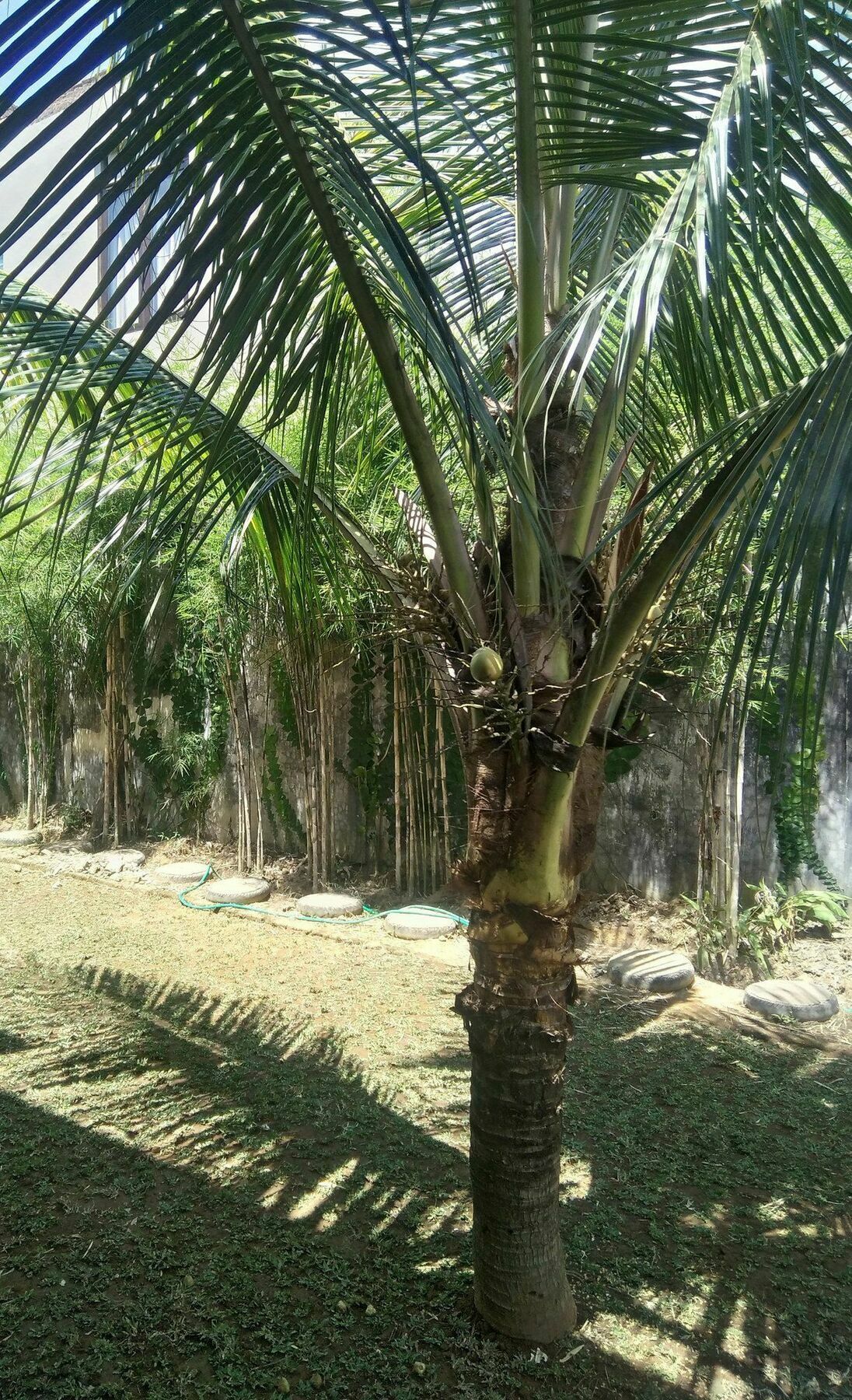 Sayan Ubud Guest House Εξωτερικό φωτογραφία